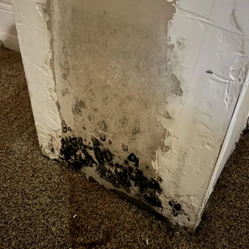 Professional Mold Removal in Holly Springs, NC